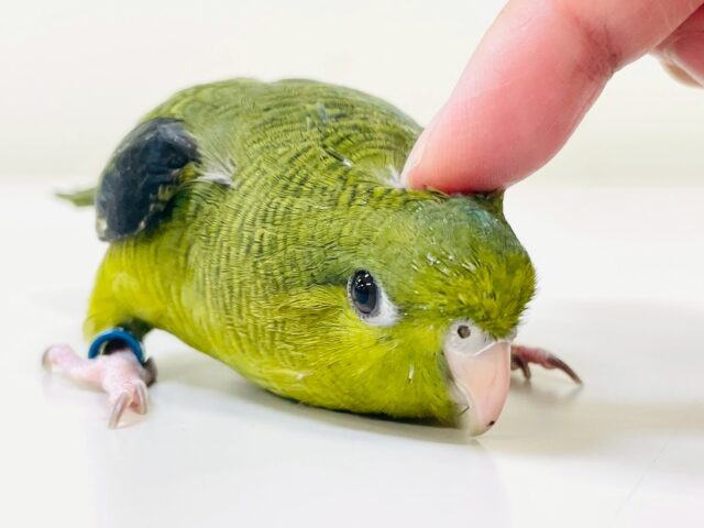 【最新画像】元気いっぱい登場💚サザナミインコ(ダークグリーン) サザナミインコ