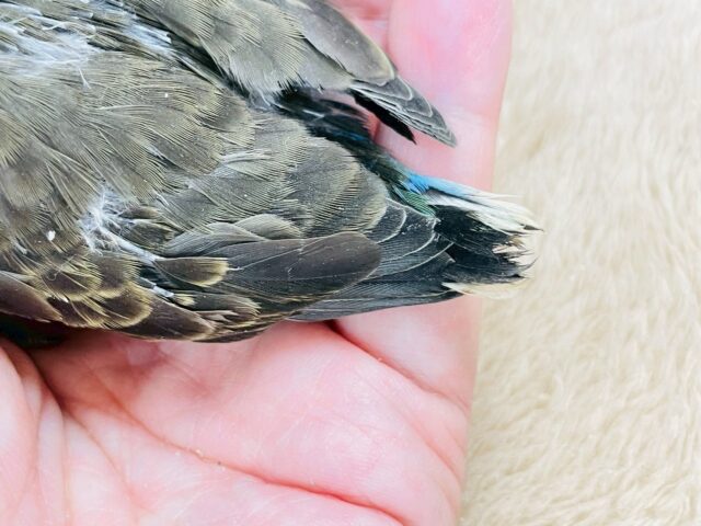 アキクサインコ（秋草インコ）
