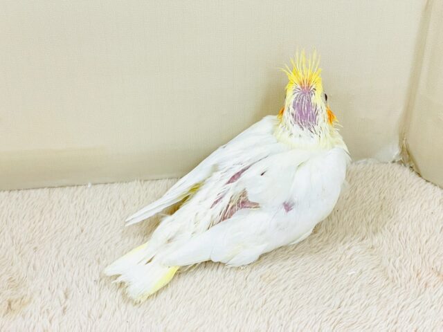オカメインコ