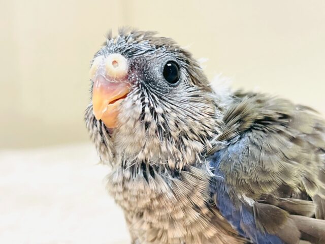 アキクサインコ（秋草インコ）