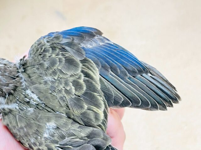 アキクサインコ（秋草インコ）