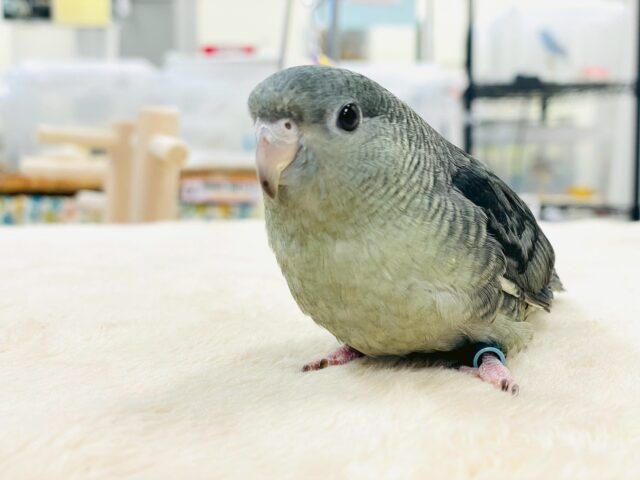 サザナミインコ