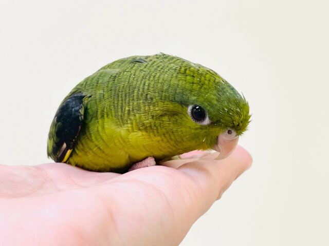 【最新画像】元気いっぱい登場💚サザナミインコ(ダークグリーン) サザナミインコ