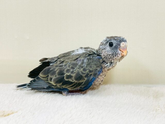 アキクサインコ（秋草インコ）