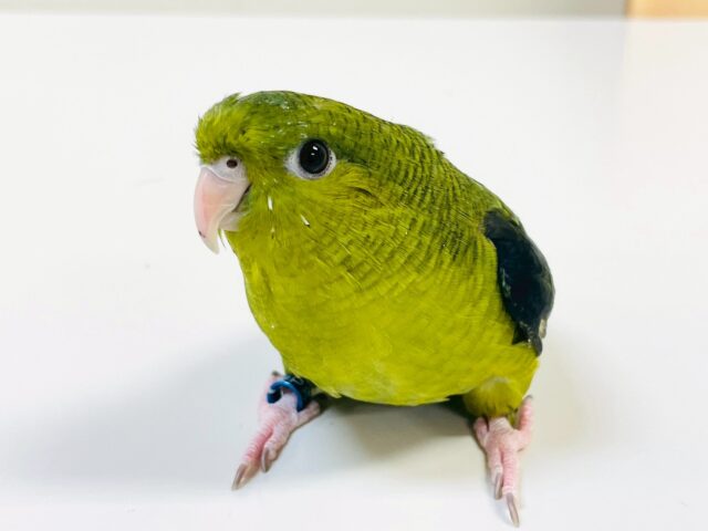 【最新画像】元気いっぱい登場💚サザナミインコ(ダークグリーン) サザナミインコ