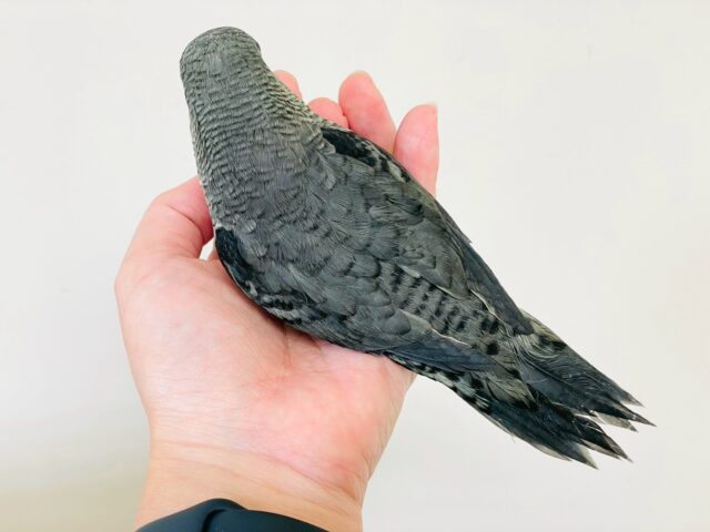 サザナミインコ