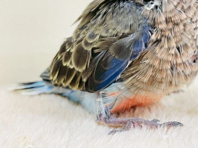 アキクサインコ（秋草インコ）