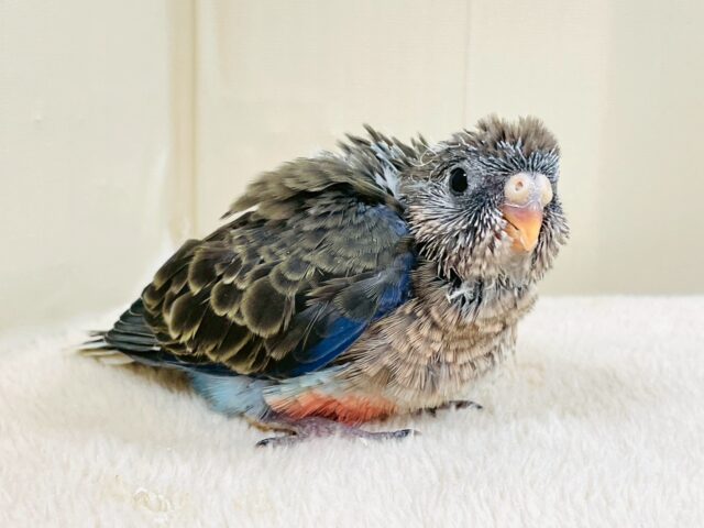 アキクサインコ（秋草インコ）