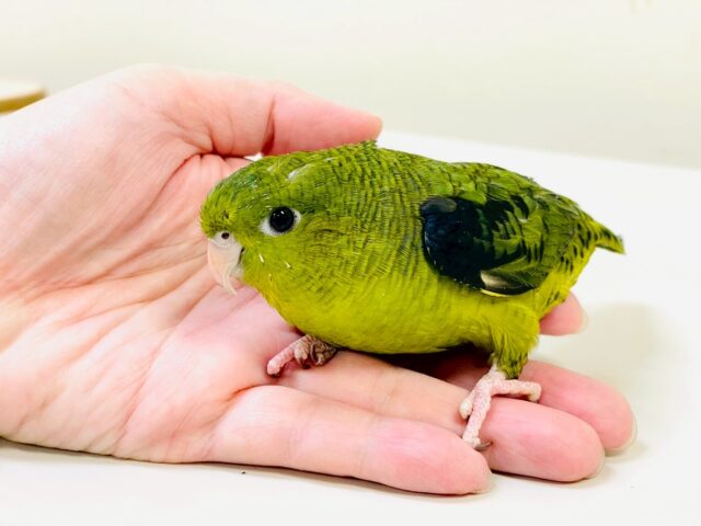 【最新画像】元気いっぱい登場💚サザナミインコ(ダークグリーン) サザナミインコ