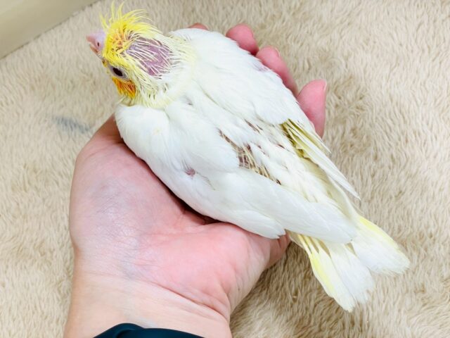 オカメインコ