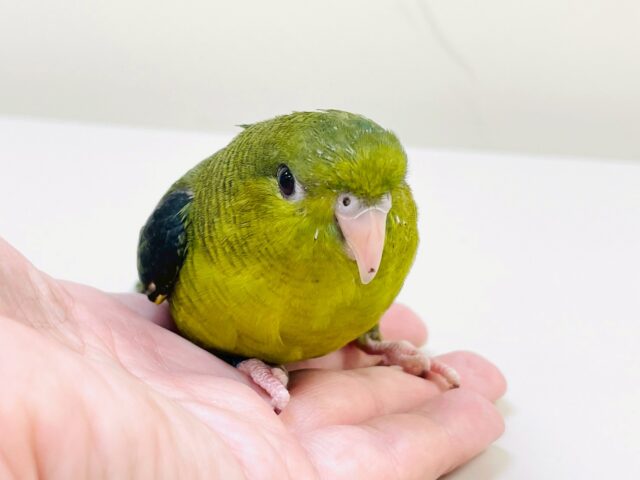 【最新画像】元気いっぱい登場💚サザナミインコ(ダークグリーン) サザナミインコ