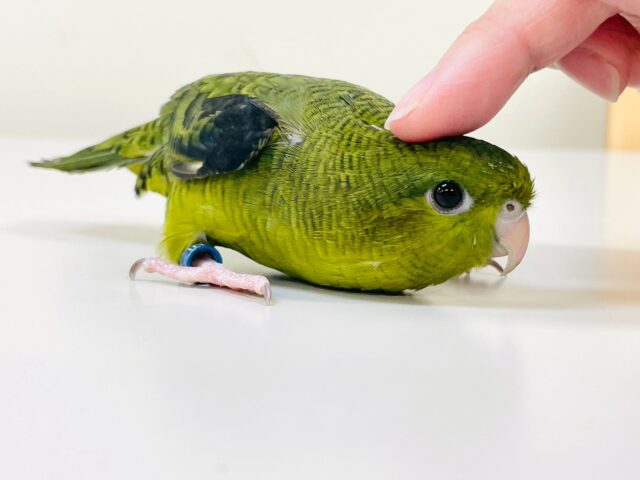 【最新画像】元気いっぱい登場💚サザナミインコ(ダークグリーン) サザナミインコ