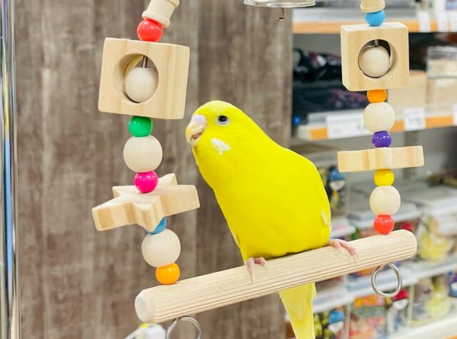 ジャンボセキセイインコ