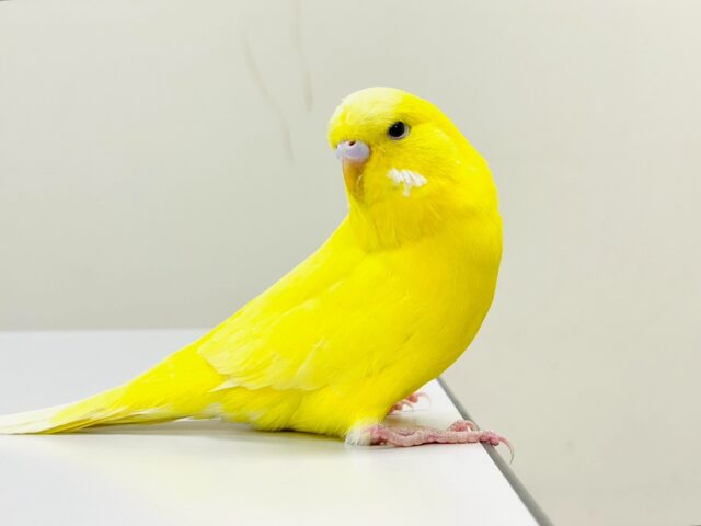 ジャンボセキセイインコ