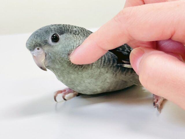 サザナミインコ