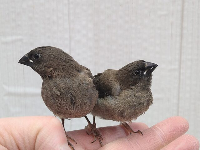 おそらく当店初🎉ヨーロッパ十姉妹ヒナさん ヨーロッパ十姉妹