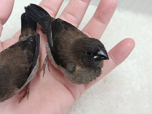 おそらく当店初🎉ヨーロッパ十姉妹ヒナさん ヨーロッパ十姉妹