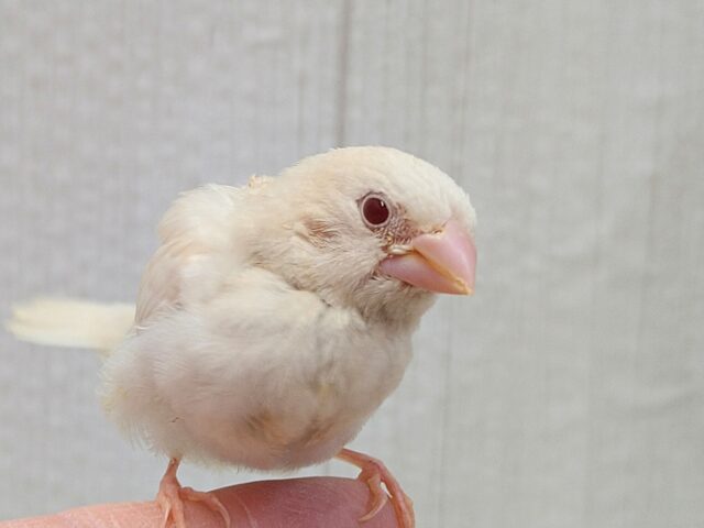 ヨーロッパ十姉妹