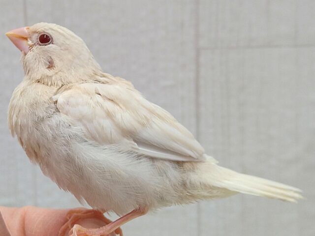 ヨーロッパ十姉妹