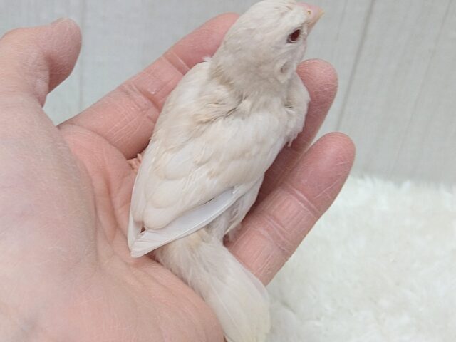 ヨーロッパ十姉妹