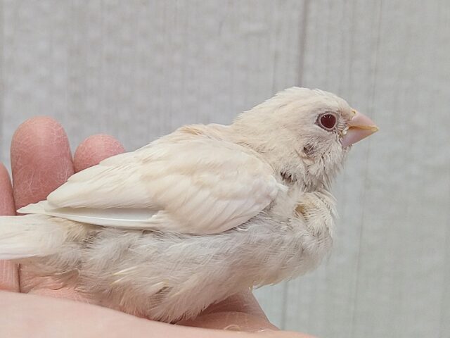 ヨーロッパ十姉妹