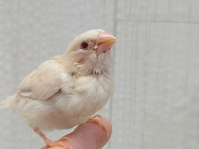 ヨーロッパ十姉妹