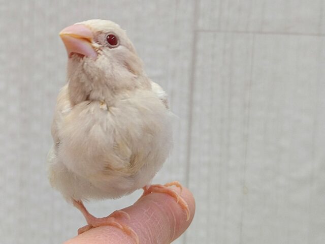 ヨーロッパ十姉妹