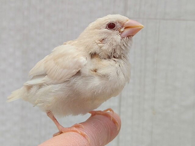 ヨーロッパ十姉妹