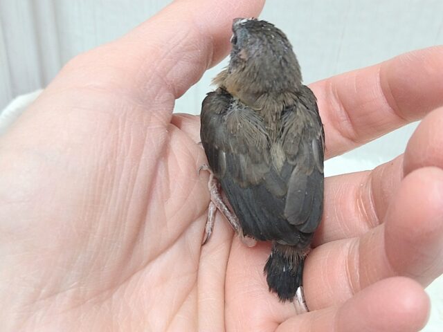 十姉妹（ジュウシマツ）