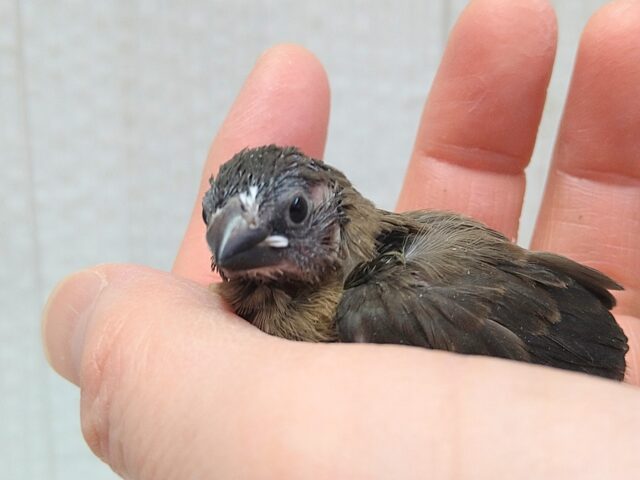 十姉妹（ジュウシマツ）