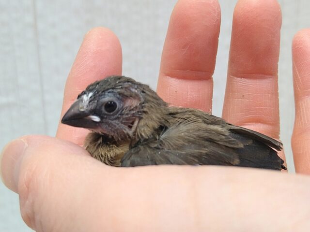 十姉妹（ジュウシマツ）