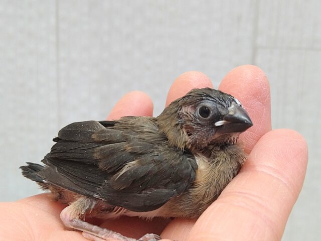 十姉妹（ジュウシマツ）