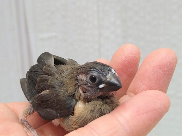 十姉妹（ジュウシマツ）