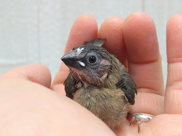 十姉妹（ジュウシマツ）