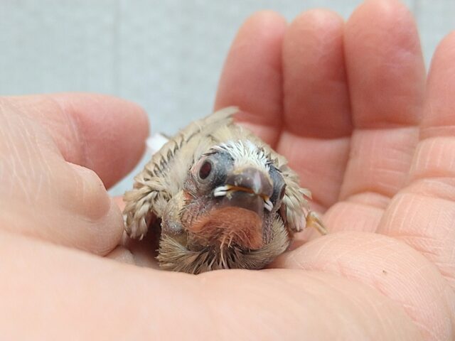 十姉妹（ジュウシマツ）