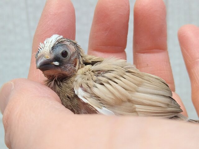 十姉妹（ジュウシマツ）