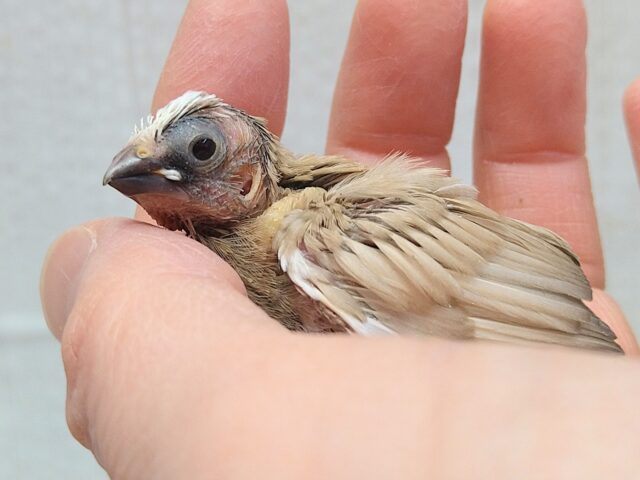 十姉妹（ジュウシマツ）