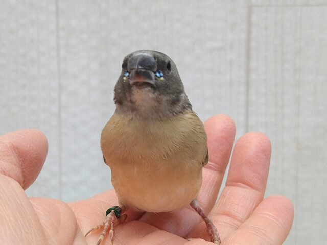 最新画像有ります🙌和風美形!コキン鳥ヒナさん来ました〜 コキンチョウ