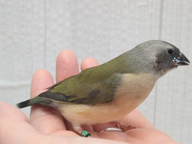 最新画像有ります🙌和風美形!コキン鳥ヒナさん来ました〜 コキンチョウ