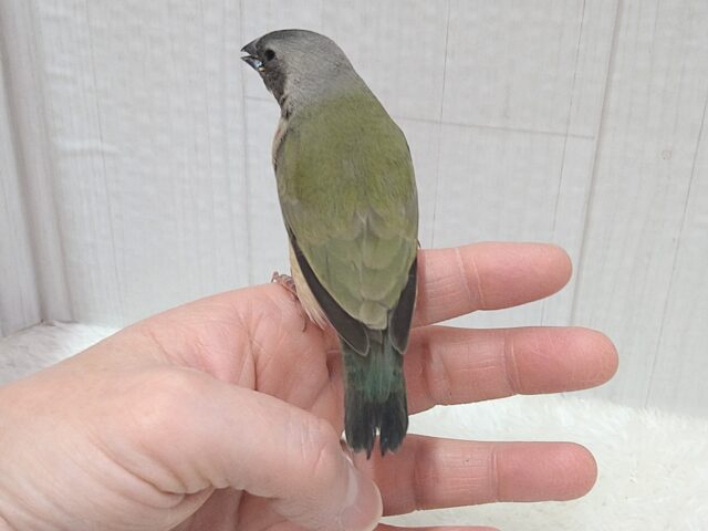 最新画像有ります🙌和風美形!コキン鳥ヒナさん来ました〜 コキンチョウ