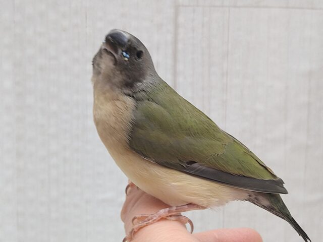 最新画像有ります🙌和風美形!コキン鳥ヒナさん来ました〜 コキンチョウ