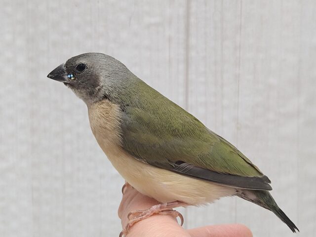 最新画像有ります🙌和風美形!コキン鳥ヒナさん来ました〜 コキンチョウ