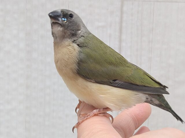 最新画像有ります🙌和風美形!コキン鳥ヒナさん来ました〜 コキンチョウ