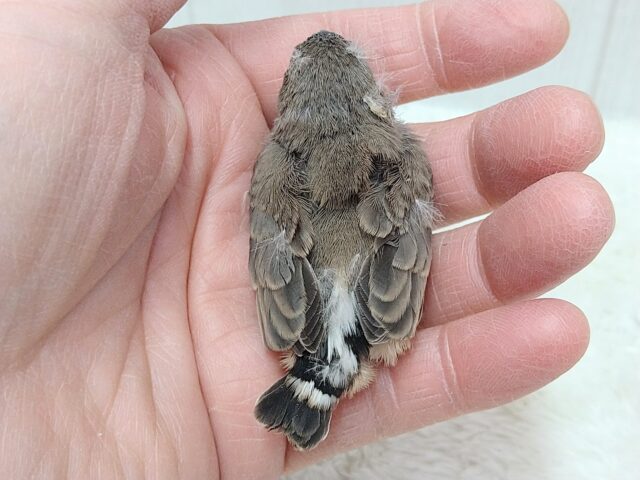 錦花鳥（キンカチョウ）