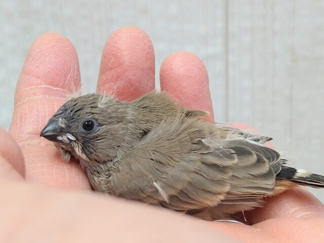 錦花鳥（キンカチョウ）