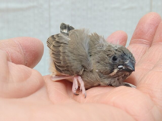 錦花鳥（キンカチョウ）