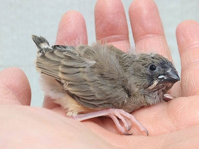 錦花鳥（キンカチョウ）