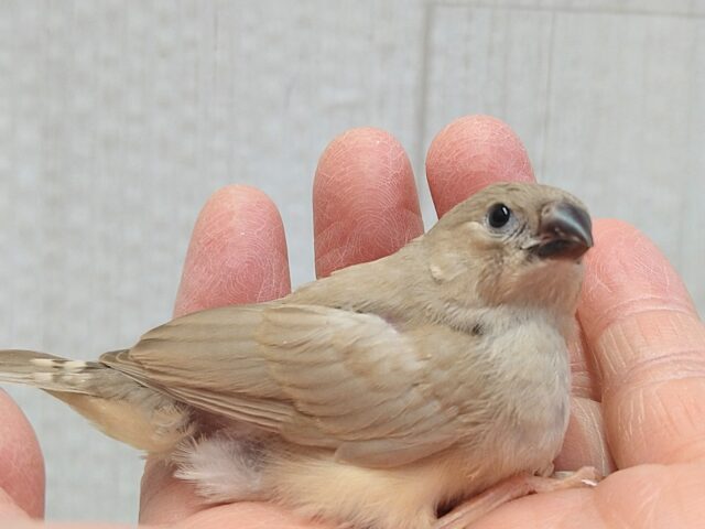 美❇️ベージュカラーなキンカ鳥ヒナさん🤎フォーン 錦花鳥(キンカチョウ)