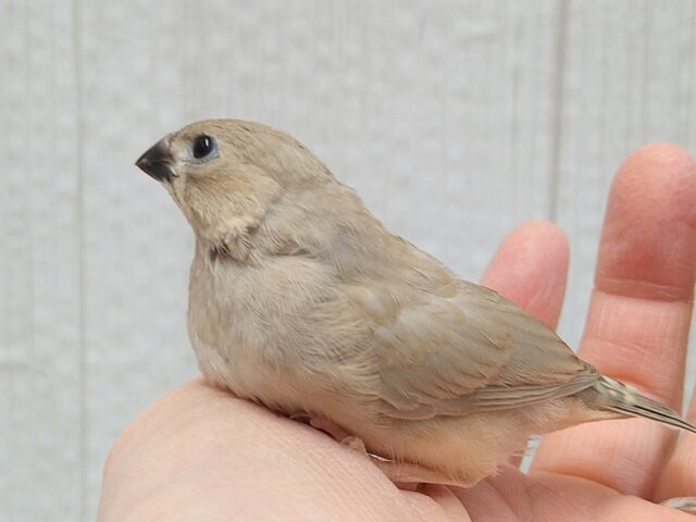 美❇️ベージュカラーなキンカ鳥ヒナさん🤎フォーン 錦花鳥(キンカチョウ)