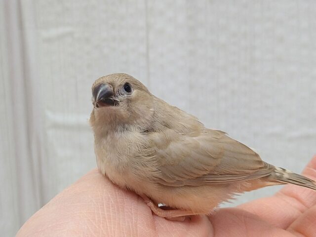 美❇️ベージュカラーなキンカ鳥ヒナさん🤎フォーン 錦花鳥(キンカチョウ)
